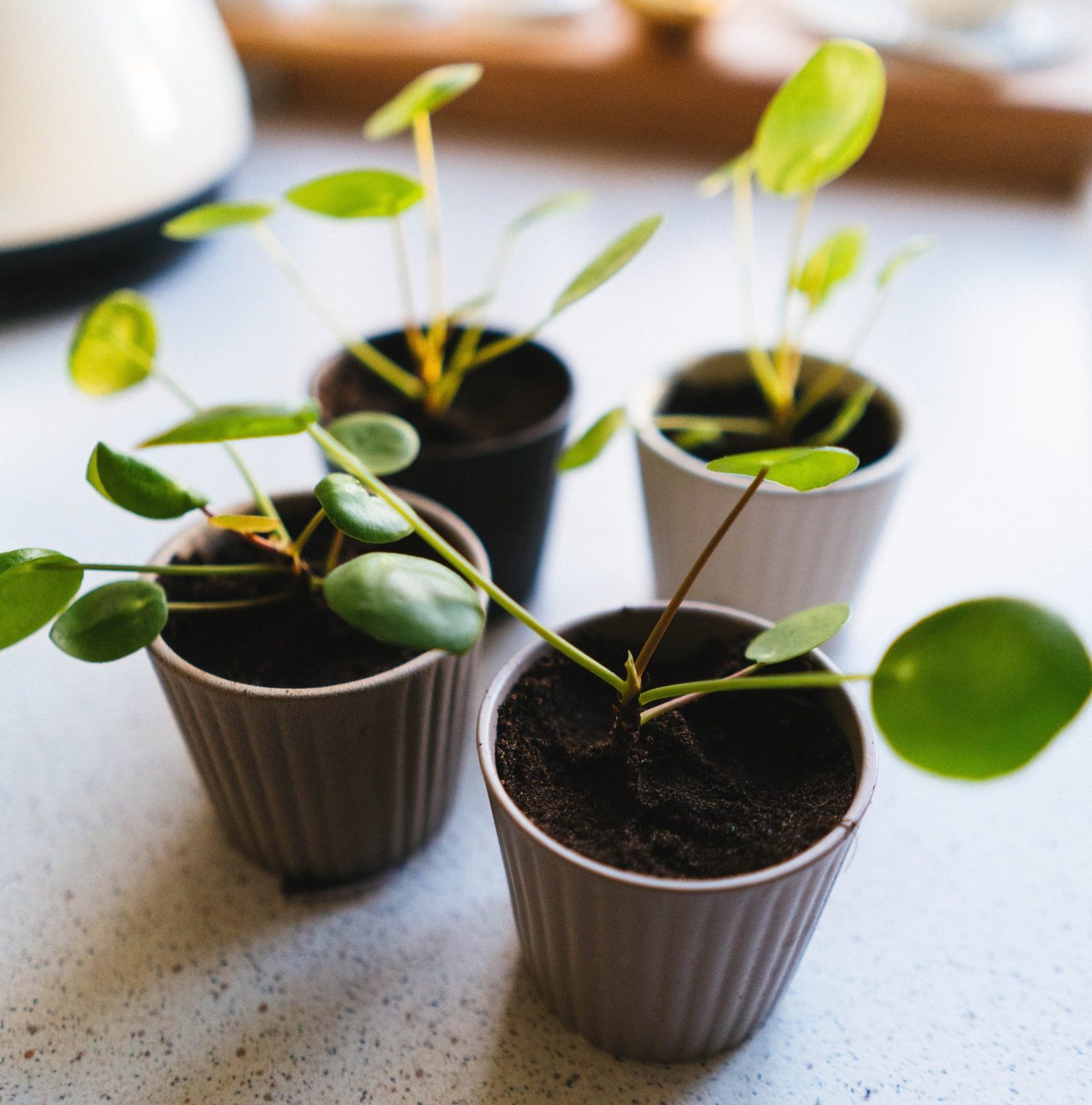 Other Names For Chinese Money Plant